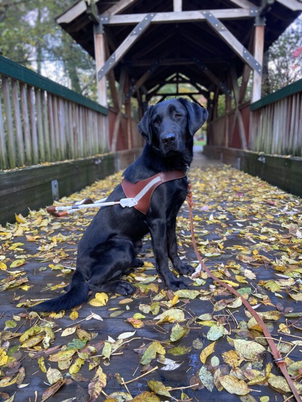 Esker, a black Lab, is sitting in harness on a wood bridge that is covered in yellow leaves. He is looking back, off to the side of the camera. There is wood railing on both sides and a wood bridge that covers the bridge in the background.