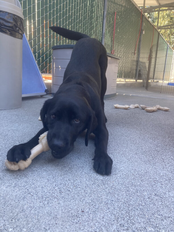 Blanchett is in community run, ‘Bowing’ while chewing on a Nylabone and wagging her tail.