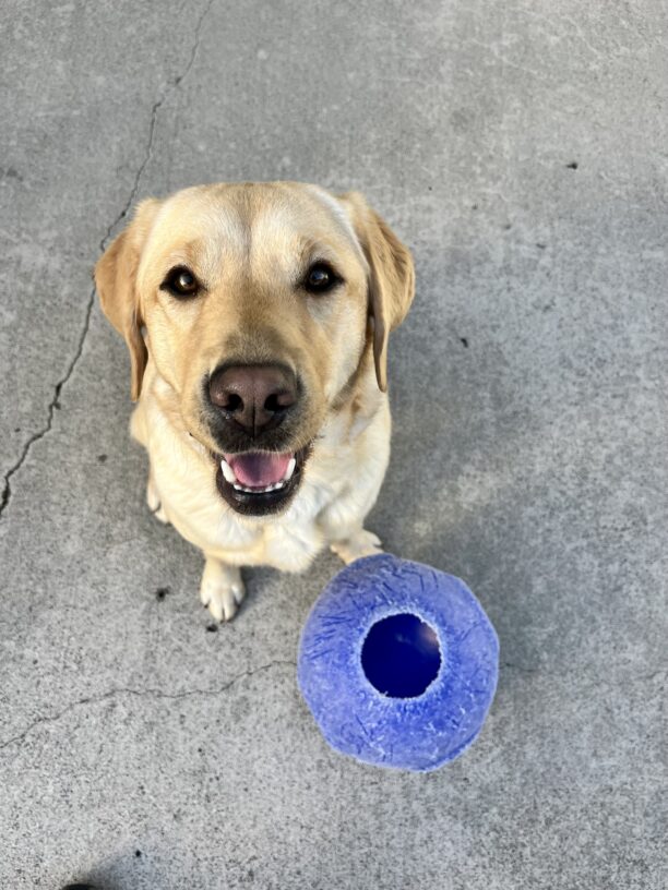 Barbara, a female yellow Labrador Retriever, is playing in community run! She is sitting next to a blue jolly ball.