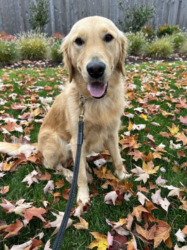 Ari, a male golden retriever, sits in the grass, looking at the camera with his tongue out. He is surrounded by fall leaves.