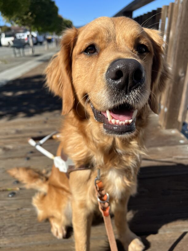 BettyRose is sitting on a wooden walkway by the boat docks. She is wearing her guide dog harness and looking into the camera.