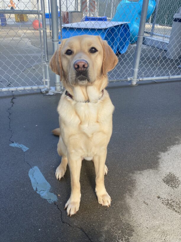 Butterscotch sits on cement in community run, she is looking at the camera. There is a fence with large play structures visible behind her.