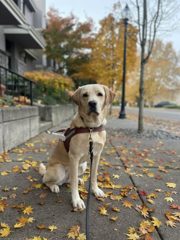 Debut, a female yellow Labrador, sits on a cement sidewalk. She is sitting on a layer of red, yellow, and orange leaves. In the background there are yellow trees all around her. Debut is sitting in her guide dog harness looking at the camera.