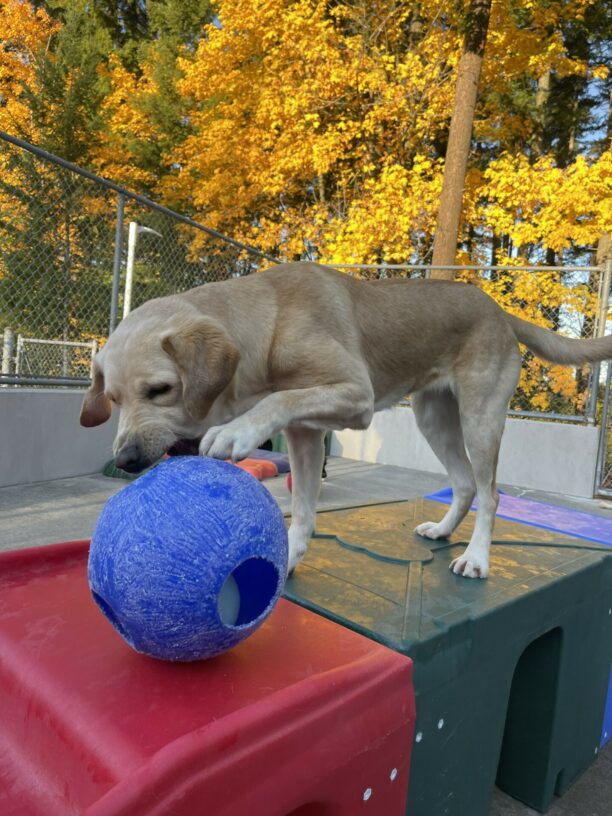 Debut, a female yellow Labrador, stands on red and green plastic play structure in community run. She has her mouth and paw on a blue jolly ball. In the background is vibrant yellow trees.