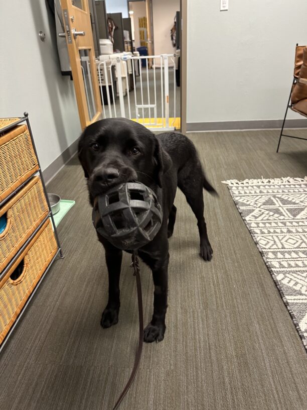 Dudley, a black male labrador retriever, stands in an office holding a black Holee Roller ball in his mouth.