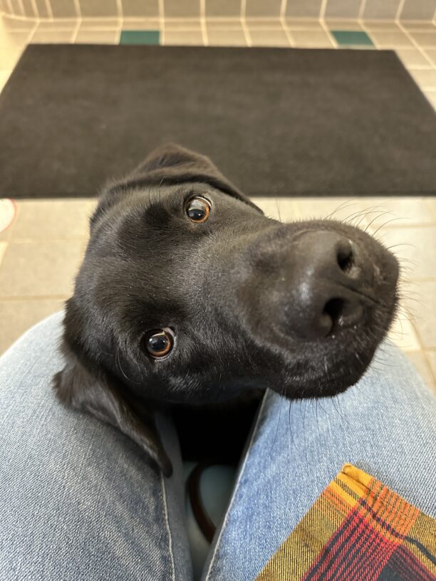 Dudley, a black male labrador retriever, peeks his head out over his handler's knees while waiting for a vet appointment.  He is looking up at the camera.