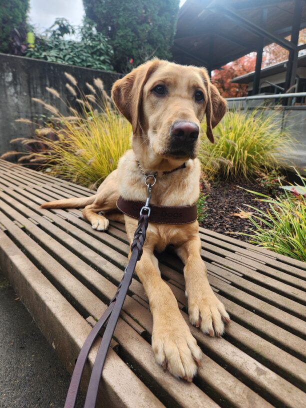 A yellow Lab with a reddish coat lies down on a wooden bench on the Oregon campus. He is facing towards the camera as he stares with a focused expression.