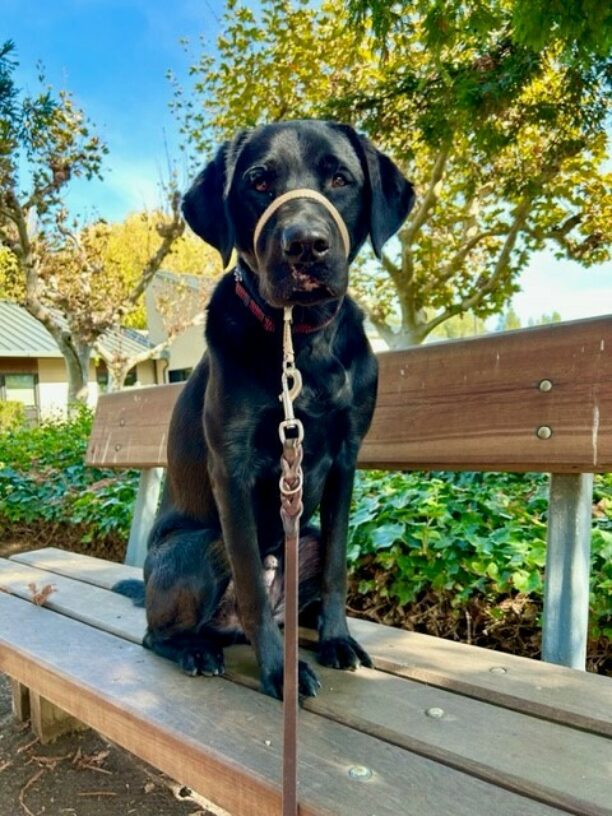 Gambit, a male brindle lab, sits on a bench facing the camera with a curious expression, wearing a tan head collar. In the background is a bed of green ivy and trees whose leaves are changing color with the season.