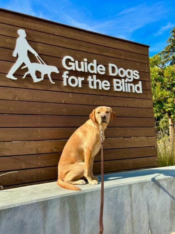 Groot, a male yellow Lab, sits on a cement retaining wall in front of a wooden back drop that has the words Guide Dogs for the Blind and the GDB logo in white on it. He is looking at the camera with a relaxed expression, wearing a tan head collar.
