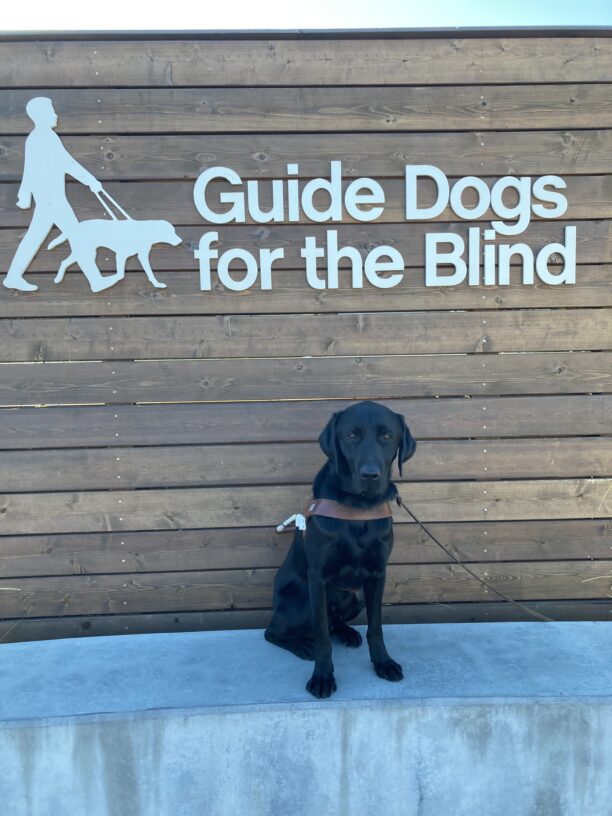 Bruno sits facing the camera in harness in front of a wooden sign that reads “Guide Dogs for the Blind” in large white letters.