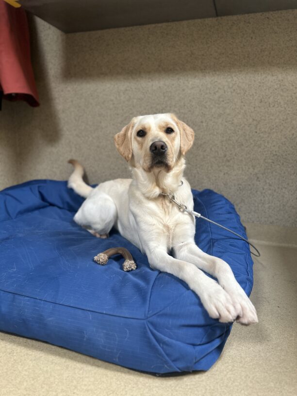 Judy laying on a blue dog bed looking at the camera.