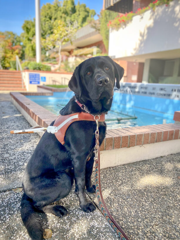 Black Lab Jaipur sits in harness on a shady pathway in front of a blue fountain, all sweet-faced and calm.