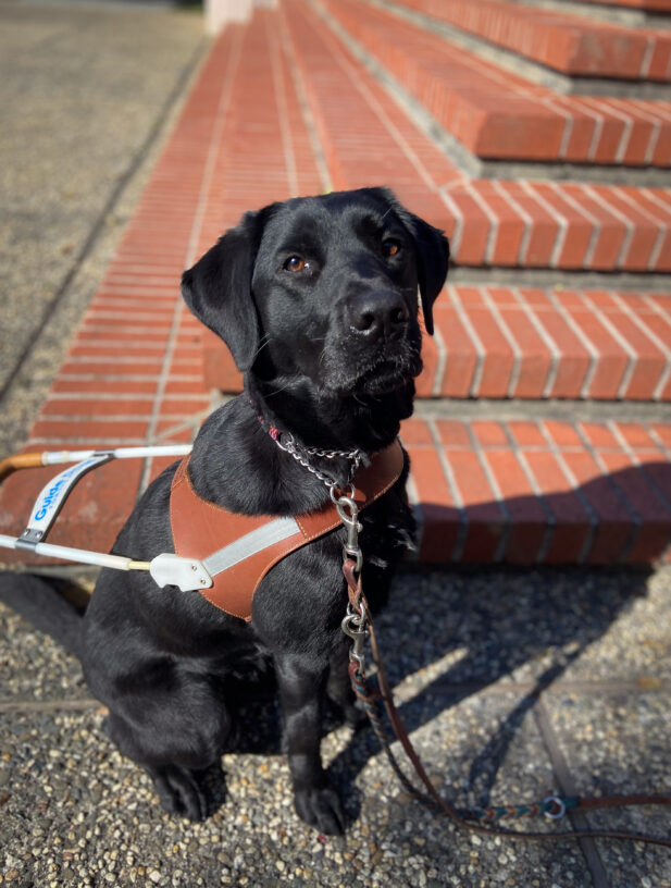 Black Lab Jakarta sits at attention in harness in the sun with brick steps behind her.
