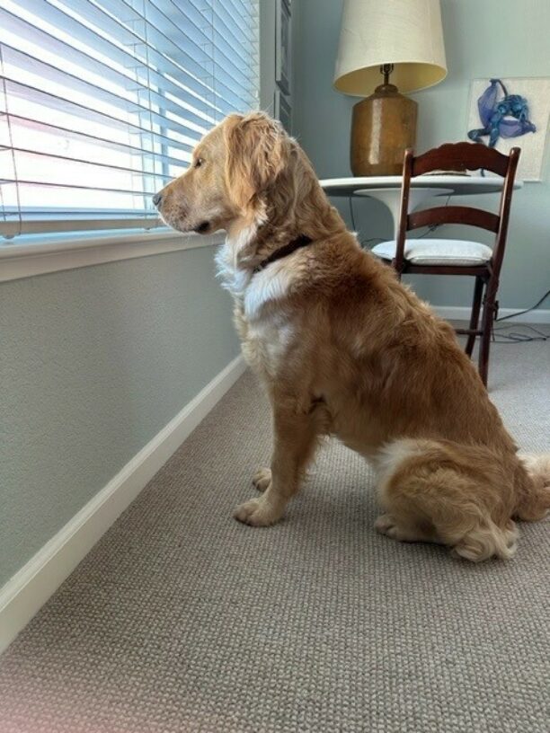 Fluffy girl Jenny sits and peeks through the window blinds in her foster care home.