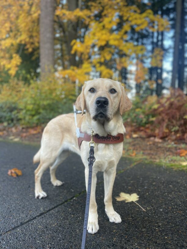 Kahuna, a male yellow Labrador, stands on a concrete path with a wooded area behind him. There is an array of yellow, green, and red/orange leafed trees. He is standing in his guide dog harness looking at the camera.