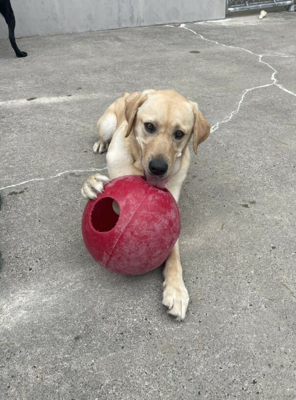 Kahuna, a male yellow Labrador, lays on cement in community run. He has one paw on a red jolly ball and is actively licking the jolly ball as he stares at the camera.