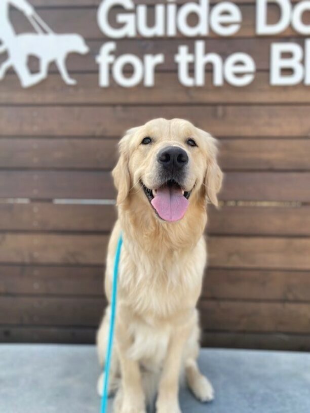 Manfred sitting in front of the wooden Guide Dogs for the Blind sign, which is only shows a portion of the white lettering. Manfred has his mouth open and tongue hanging out looking straight ahead at the camera.