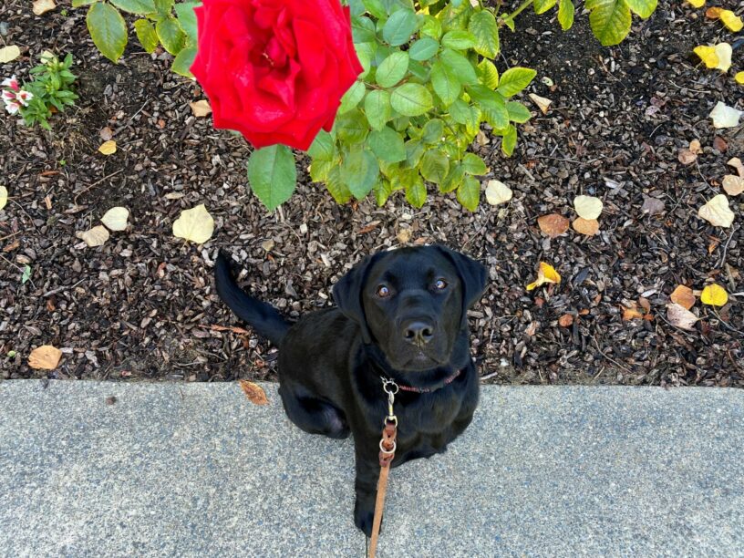 Amore sits and looks up at the camera as he enjoys a campus walk. A bright, red rose can be seen in the foreground.
