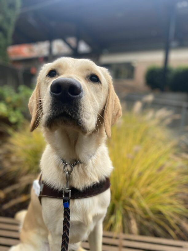 Male yellow lab/golden cross, Canyon, sits on a wooden bench in his GDB harness. He looks slightly up at the camera with a mild head tilt. Bright yellow and green bushes are out of focus in the background.