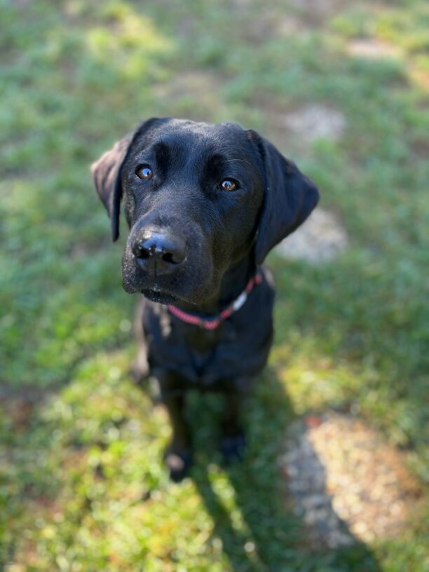 Enola sits, adorably looking up at the camera. She is off leash in a grassy play yard.