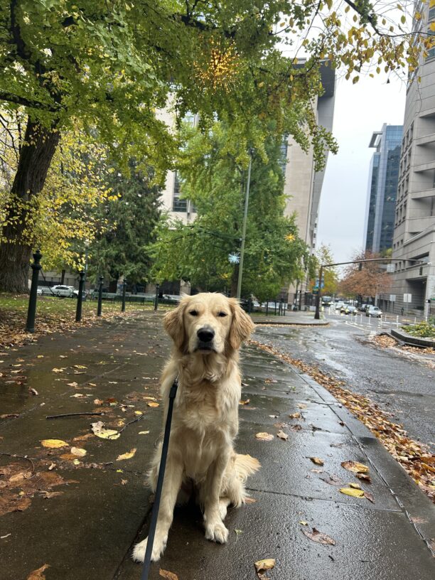 A wet Jane, a golden retriever/yellow lab cross, sits on a leaf-lined wet sidewalk squinting into the camera.  Behind her is a city scape of large buildings, a street, and trees with leaves turning bright yellow in a park.