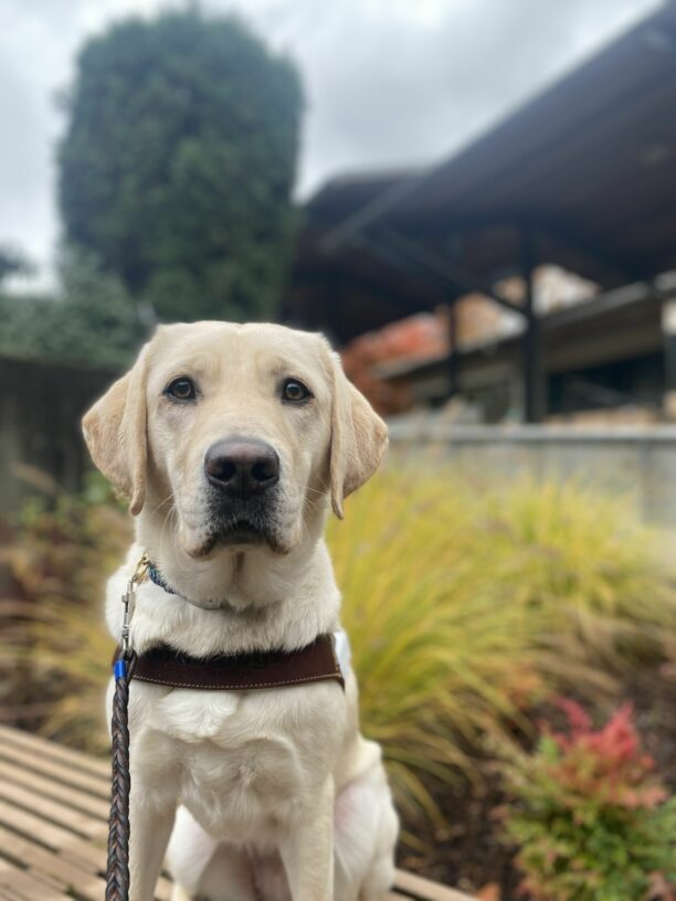 Female yellow lab, Katara, sits on a wooden bench in her GDB harness. She wears a stoic expression and looks calmly at the camera, with bright yellow and green bushes out of focus in the background.