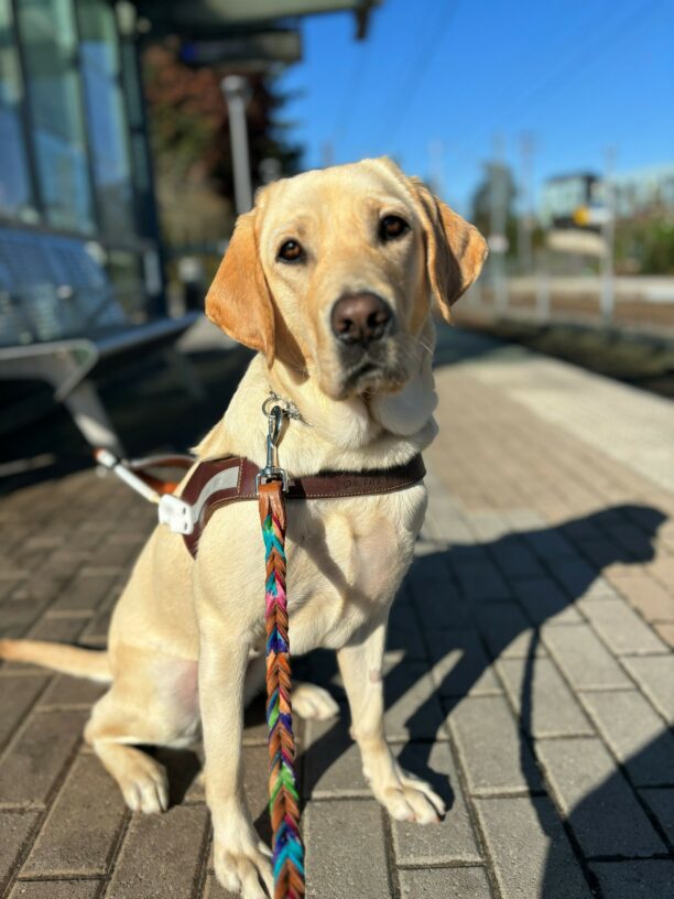 A yellow lab in harness looks at the camera with a calm and curious look on her face. A multicolored leather leash is outstretched to the camera and behind her is a light rail station with tracks