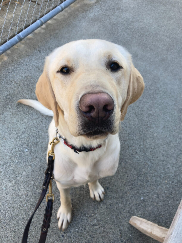 Rodeo takes a pause on a walk to sit and look up at the camera. He has a sweet expression with puppy dog eyes.