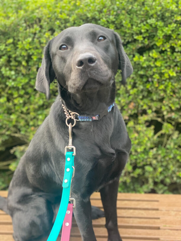 Helena, an adorable black lab is sitting on a bench in front of a large green bush on the Oregon campus while out on a walk with a staff member. She is looking longingly at the camera with her dark brown eyes hoping for a snack afterwards.