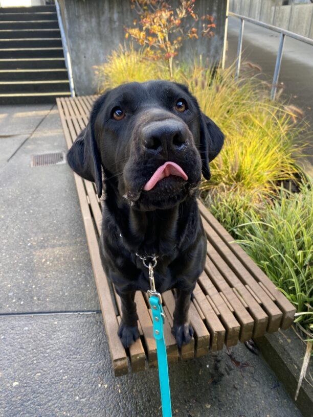 Captain, a petite black lab is standing on a bench on the Oregon campus. She is looking up at the camera with her dark brown eyes and her tiny pink tongue is flicked out.