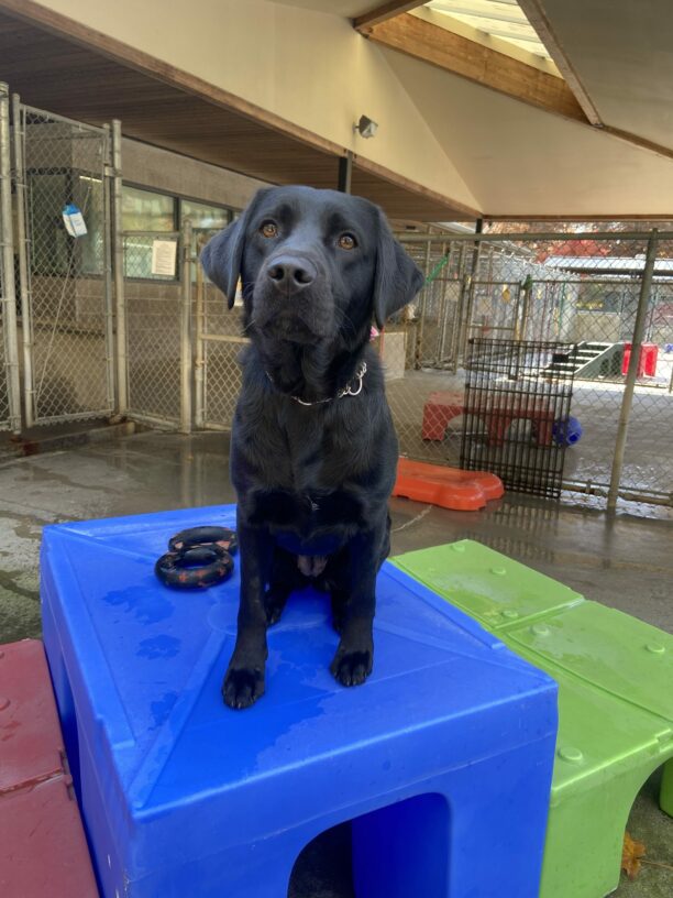 Patrice, a black Lab, is sitting on bright blue plastic play structure looking at the camera while taking a break from running around in the community run. There is a green, purple, and red plastic play structures as well as a figure 8 toy around her.