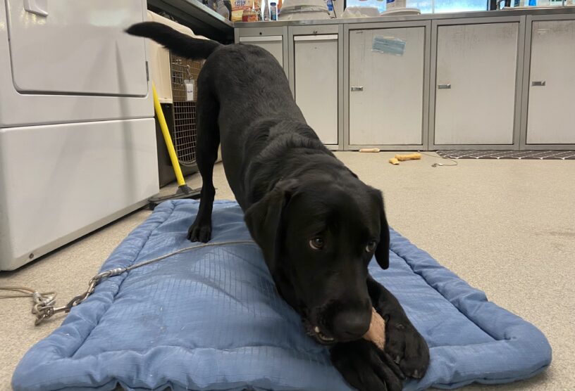 Patrice is in a bowing position, with her rump in the air, bent down chewing on  bone. She is laying on a blue dog bed in the center section of the kennel while on tie down.