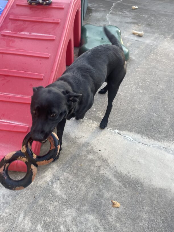 Action shot of Belaire running with a figure eight rubber toy during community run playtime.