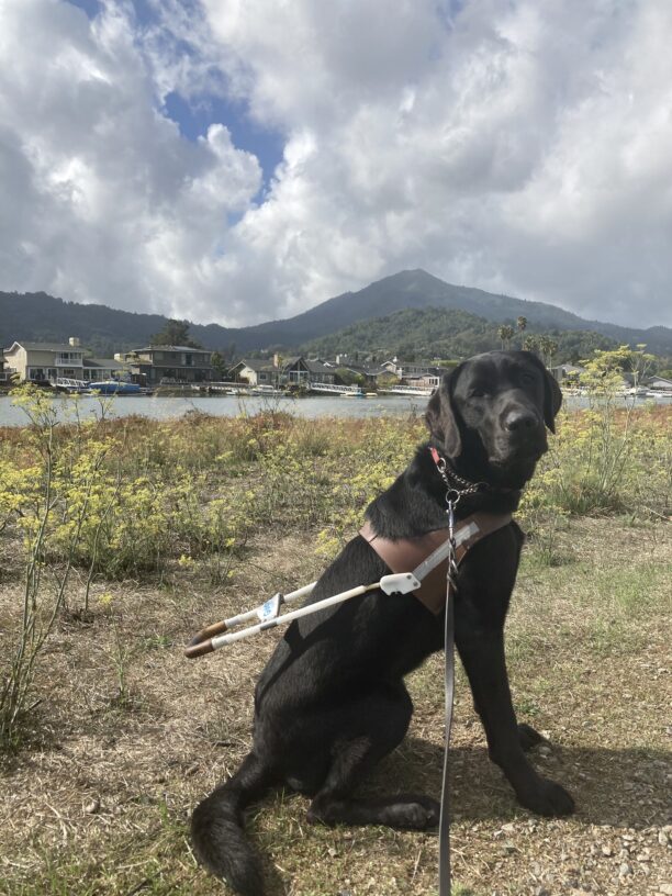 Sirius sits in harness on a walking path with some water and Mt. Tam in the background.