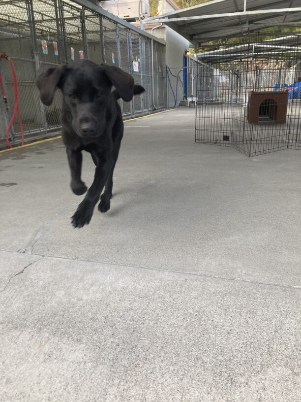 Sirius is in community run, running towards the camera, ears flapping and feet off the ground.