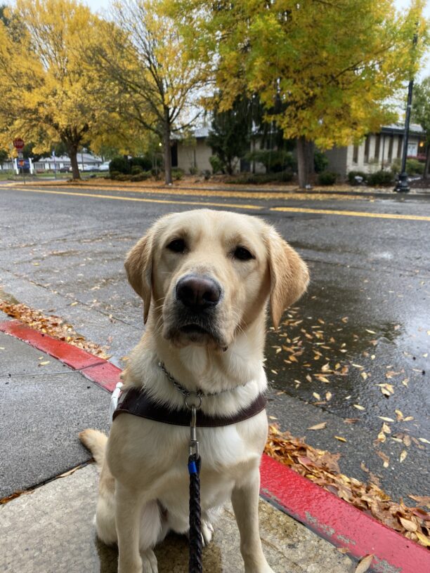 On a rainy day, Conover sits on the sidewalk looking at the camera. He is in harness.
