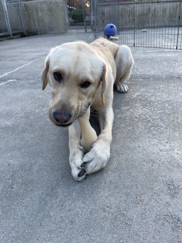 Conover lays on the cement in the community run play yard enjoying a bone. He is holding the bone in place with his paws.