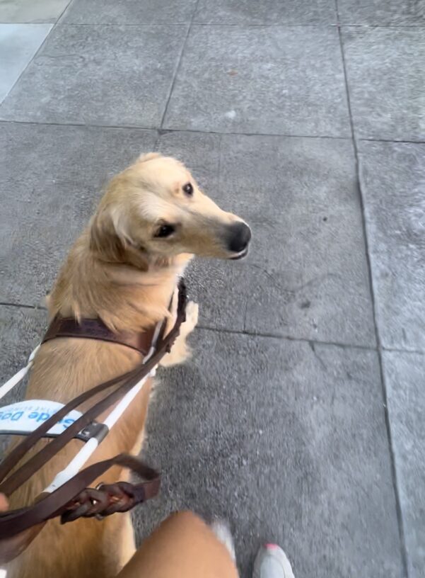Mister is mid stride as he works down the block wearing his harness. The photo is a bird’s eye view from his handler. He gazes to up and to the side.
