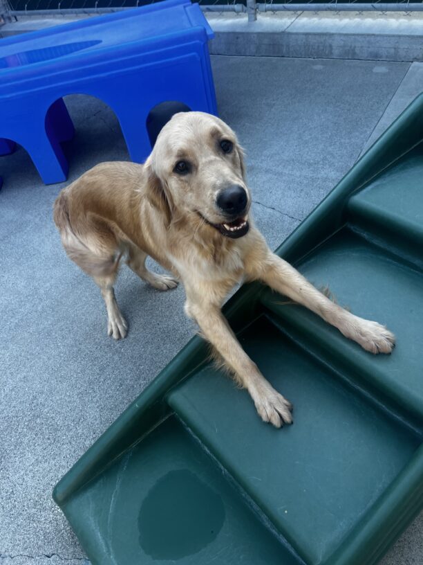 Mister is enjoying free run time is our enclosed play area. He approached a stair play structure from the side, his front paws are extended onto it. He is having a great time!