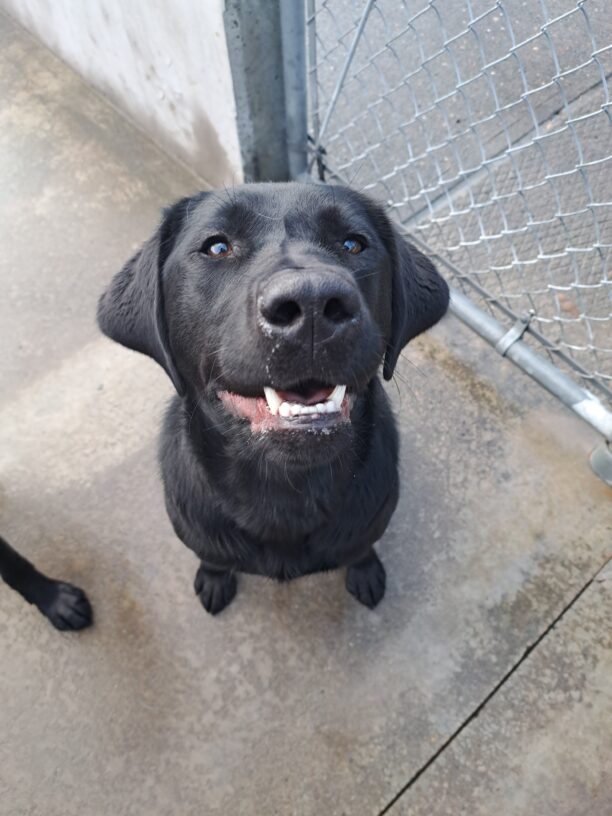 Black lab (Larson) sits on concrete with a smile on his face looking up at the camera.