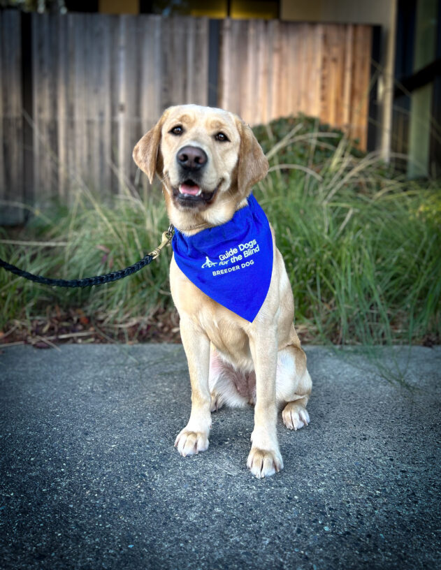 Yellow lab Edelweiss sits on the sidewalk in front of green plants and a wooden fence. She is wearing a blue scarf that has the GDB logo and says Breeder Dog.