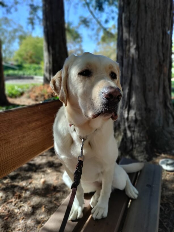Yellow Lab Eleanor sitting on a bench in a grove of Redwood trees.
