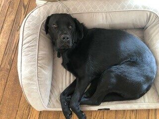 Galway is curled up on a beige dog bed, staring straight up at the camera.