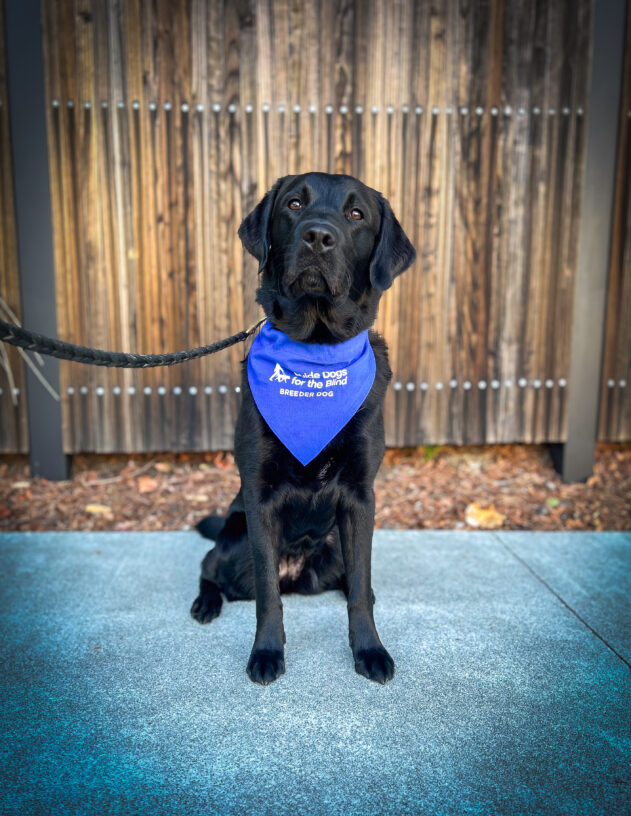 Black lab Georganne sits on the sidewalk in front of green plants and a wooden fence. She is wearing a blue scarf that has the GDB logo and says Breeder Dog.