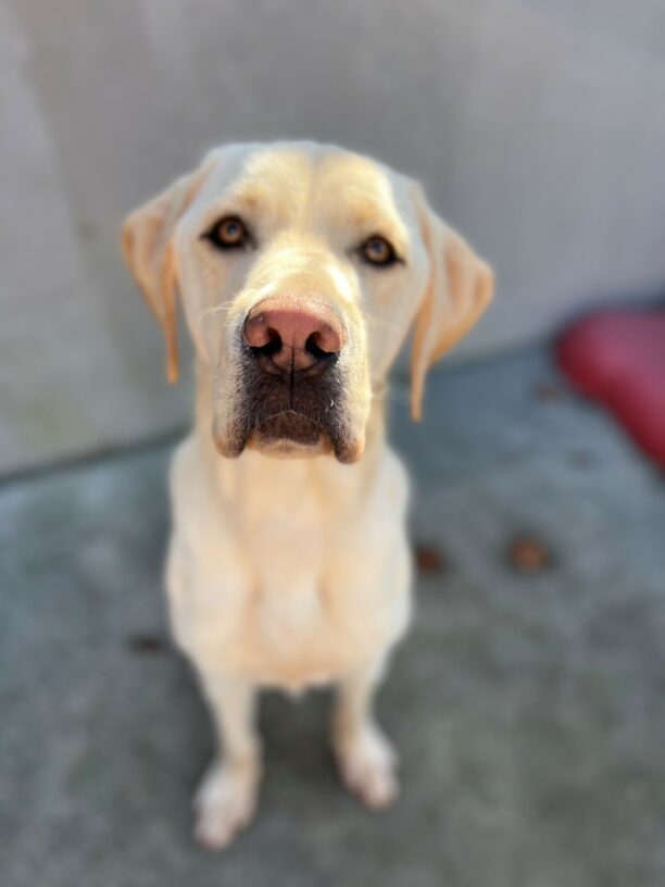 A close up portrait of a large, yellow lab male named Terry. He is looking up towards the camera, a sweet look upon his face.