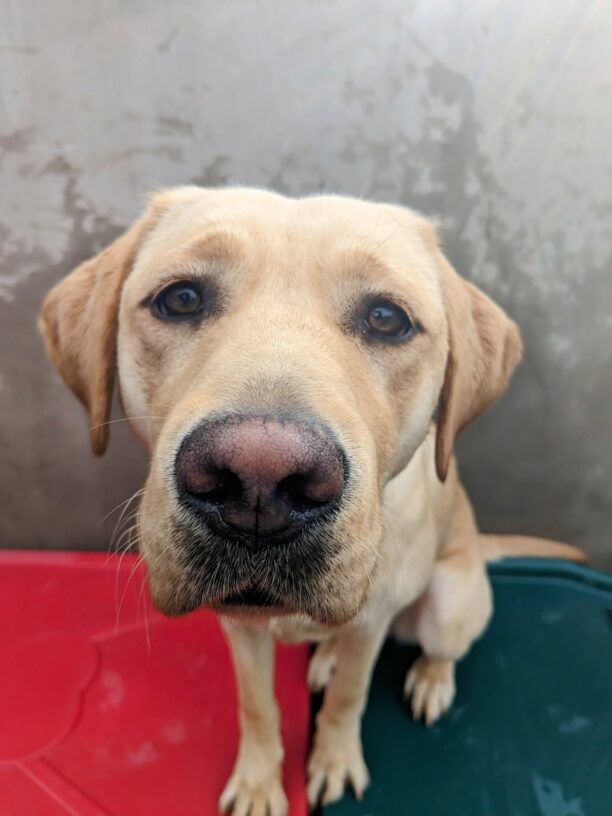 A very close up photo of a yellow lab with a pink nose. She is sitting on a red play structure and looking into the camera with her sweet brown eyes, expectant of a kibble for her perfect posing skills.