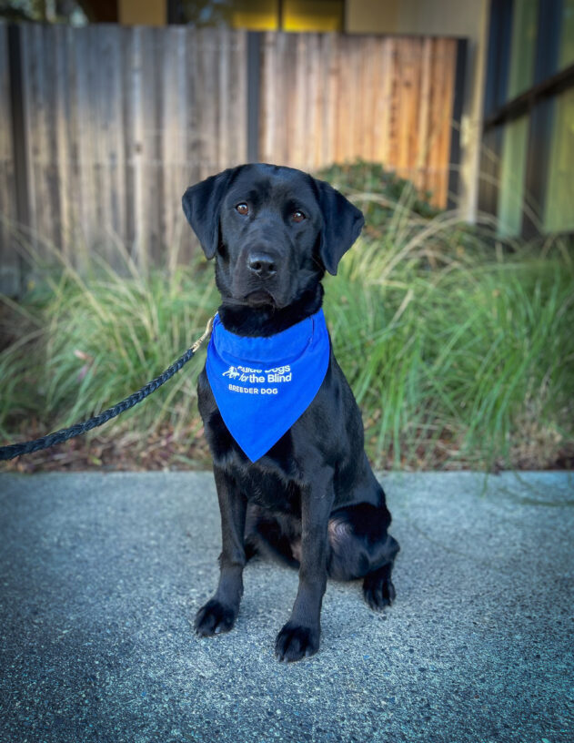 Black lab Hyacinth sits on the sidewalk in front of green plants and a wooden fence. She is wearing a blue scarf that has the GDB logo and says Breeder Dog.