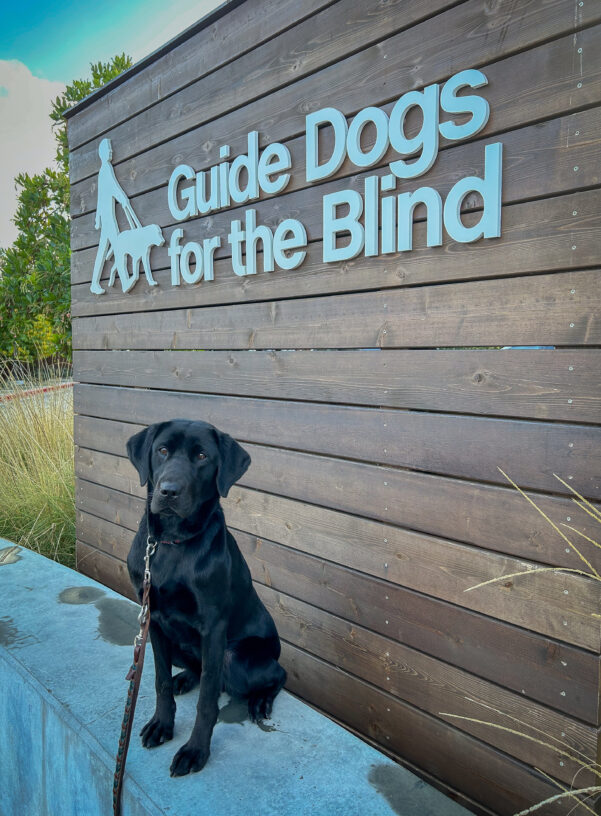 Black Lab Hyacinth sits at attention on a low cement wall in front of a wooden background with the GDB logo.