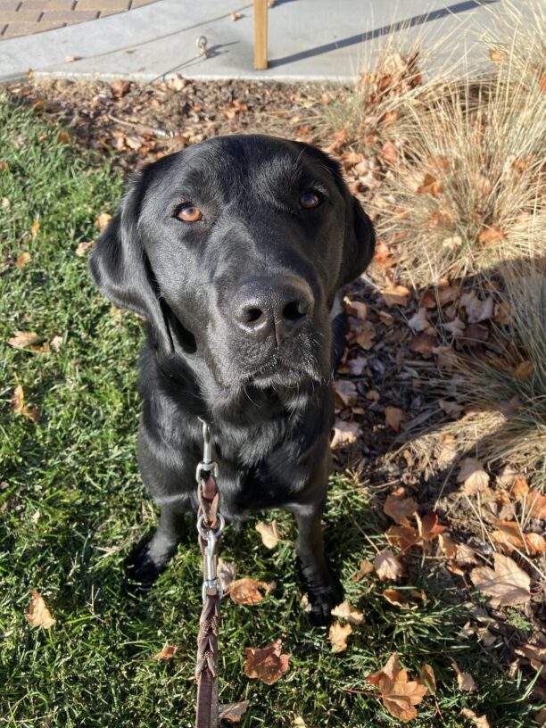 Bruno is in the seated position looking directly at the camera. He is sitting in the grass surrounded by the fall leaves.