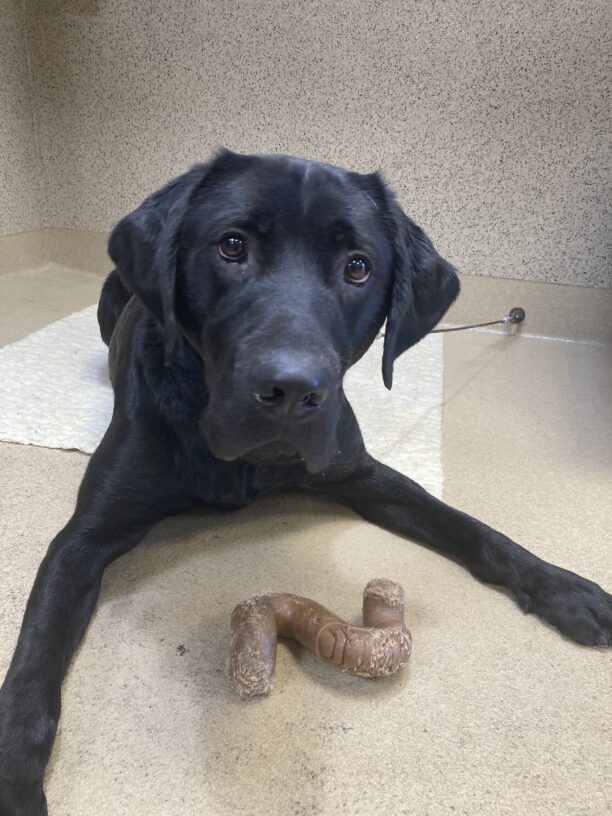 Neptune lays on tie down on a fleece rug with a Benebone in between his front legs.